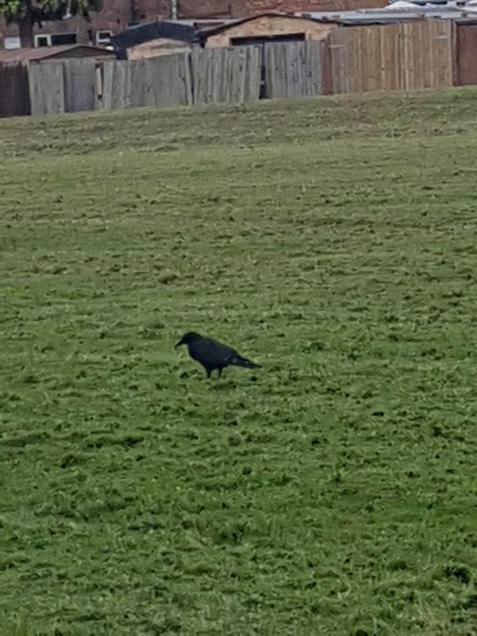 Corvus Corone (Carrion Crow)