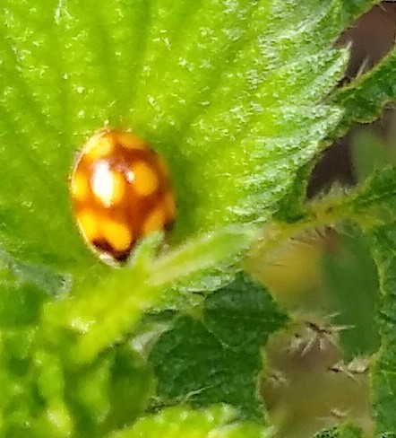 Adalia Decempunctata f. Decempustulata (10 spot ladybird)